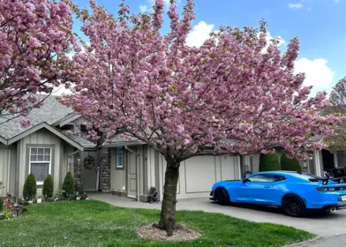 Backyard Photo of 8 3348 Mt Lehman Road, Abbotsford, BC