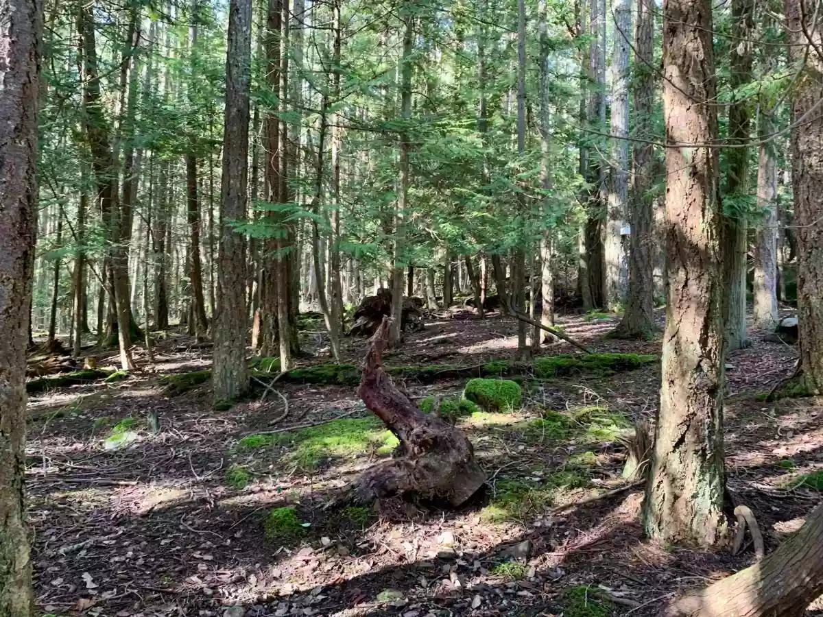 Front Yard Photo of 10 776 Wilks Road, Mayne Island, BC