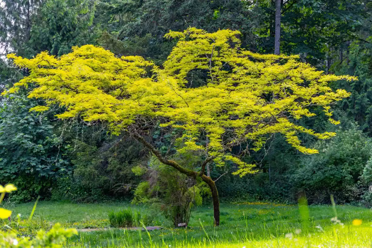 Garden / Landscaping Photo of 211 Morgan Road, Galiano Island, BC