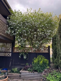 Outdoor Kitchen Photo of 1216 34909 Old Yale Road, Abbotsford, BC