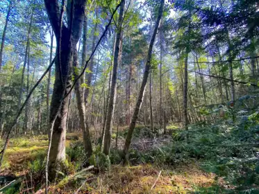 Outdoor Patio Photo of Lot 19 Dl 71 Bodega Beach Drive, Galiano Island, BC