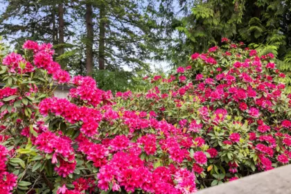 Neighborhood Park Photo Near 1561 Merlynn Crescent, North Vancouver, BC