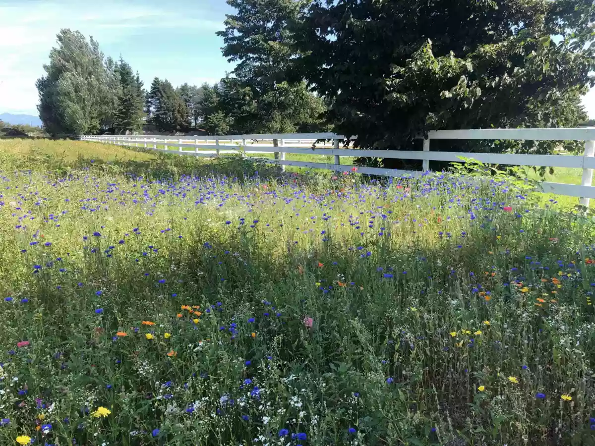 Backyard Photo of 5465 34b Avenue, Ladner, BC