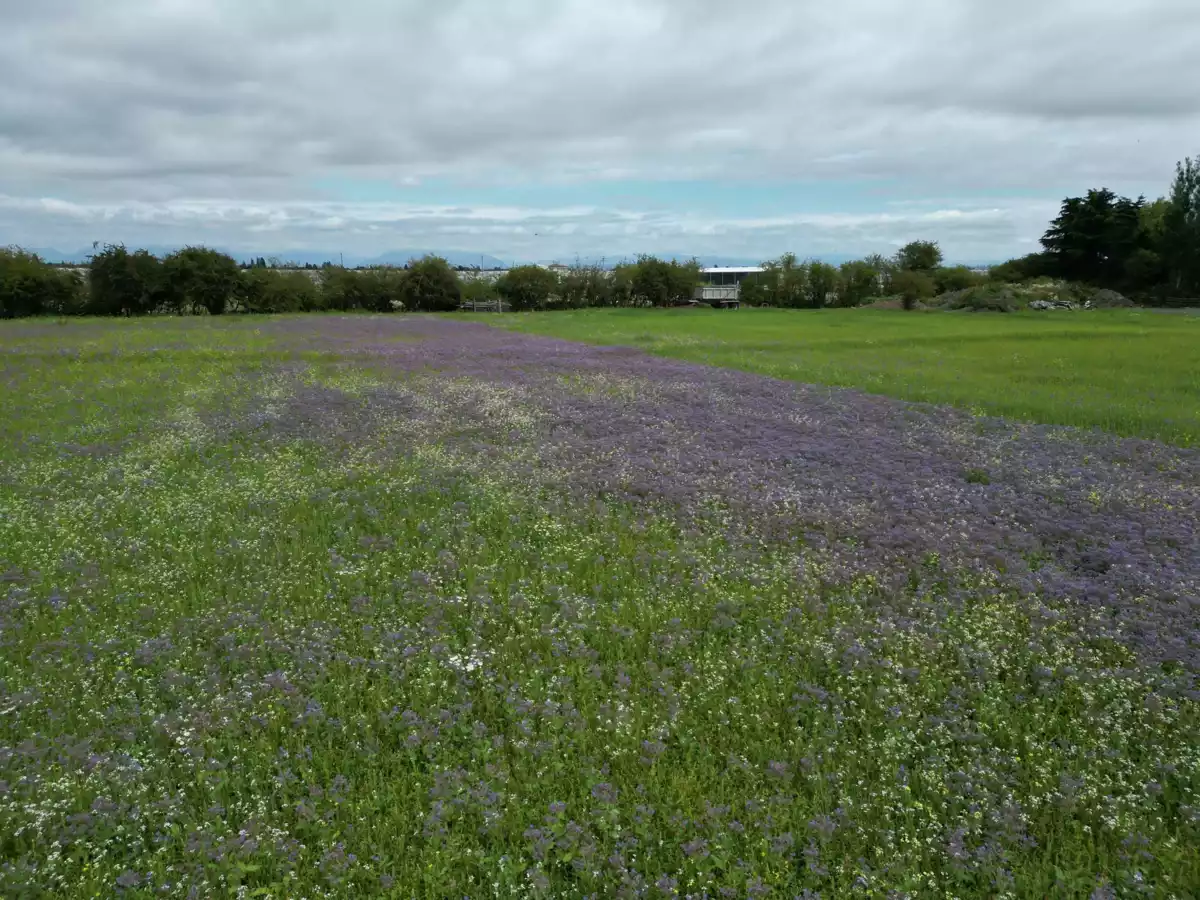 Front Yard Photo of 5465 34b Avenue, Ladner, BC