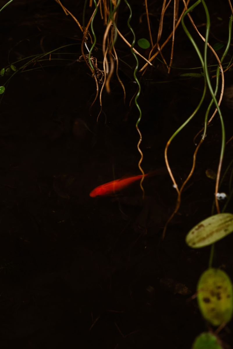 Hot Tub / Spa Photo of 4639 Caulfeild Drive, West Vancouver, BC