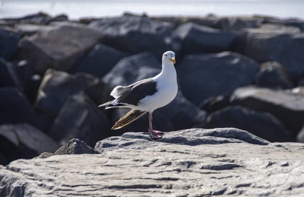 Entry Foyer Photo of 6014 Silverstone Lane, Sechelt, BC