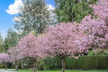 146 E 37th Street, Vancouver, BC, Vancouver — Single Family Residence for sale