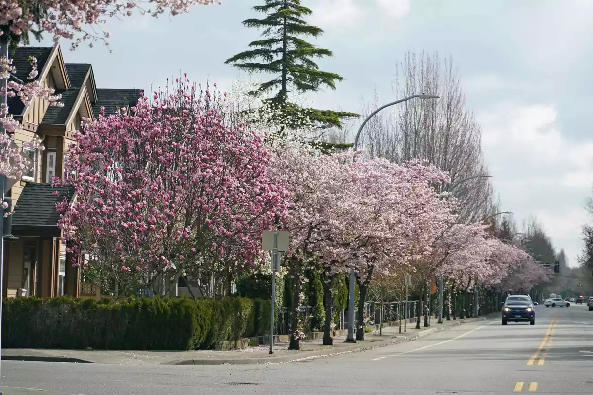 Exterior Rear Photo of 10391 Williams Road, Richmond, BC