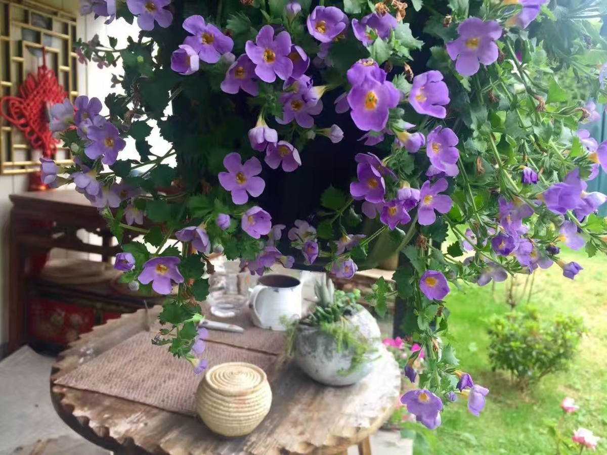Basement Recreation Room Photo of 11311 Caravel Court, Richmond, BC