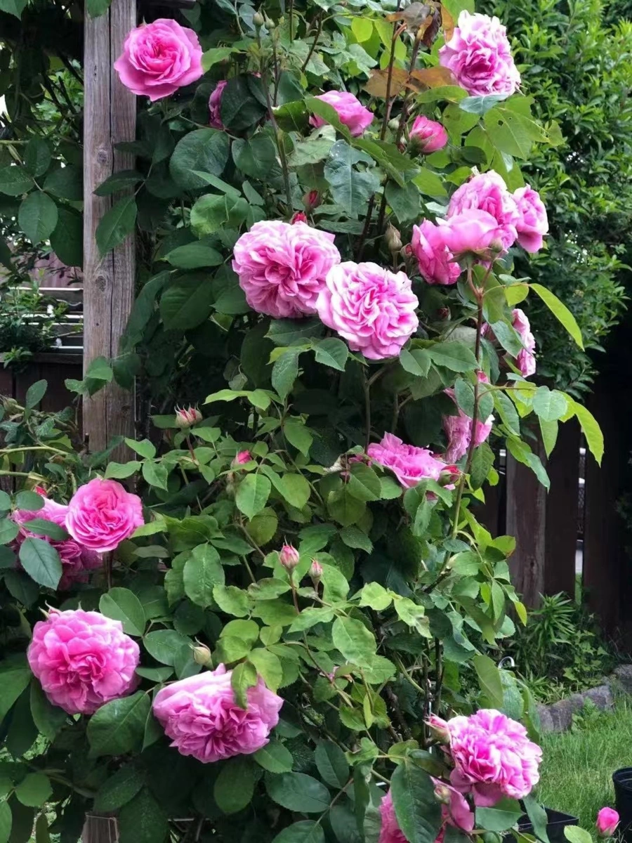 Loft / Bonus Room Photo of 11311 Caravel Court, Richmond, BC