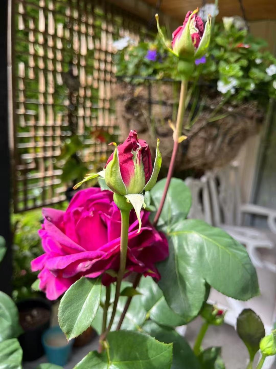 Mudroom Photo of 11311 Caravel Court, Richmond, BC