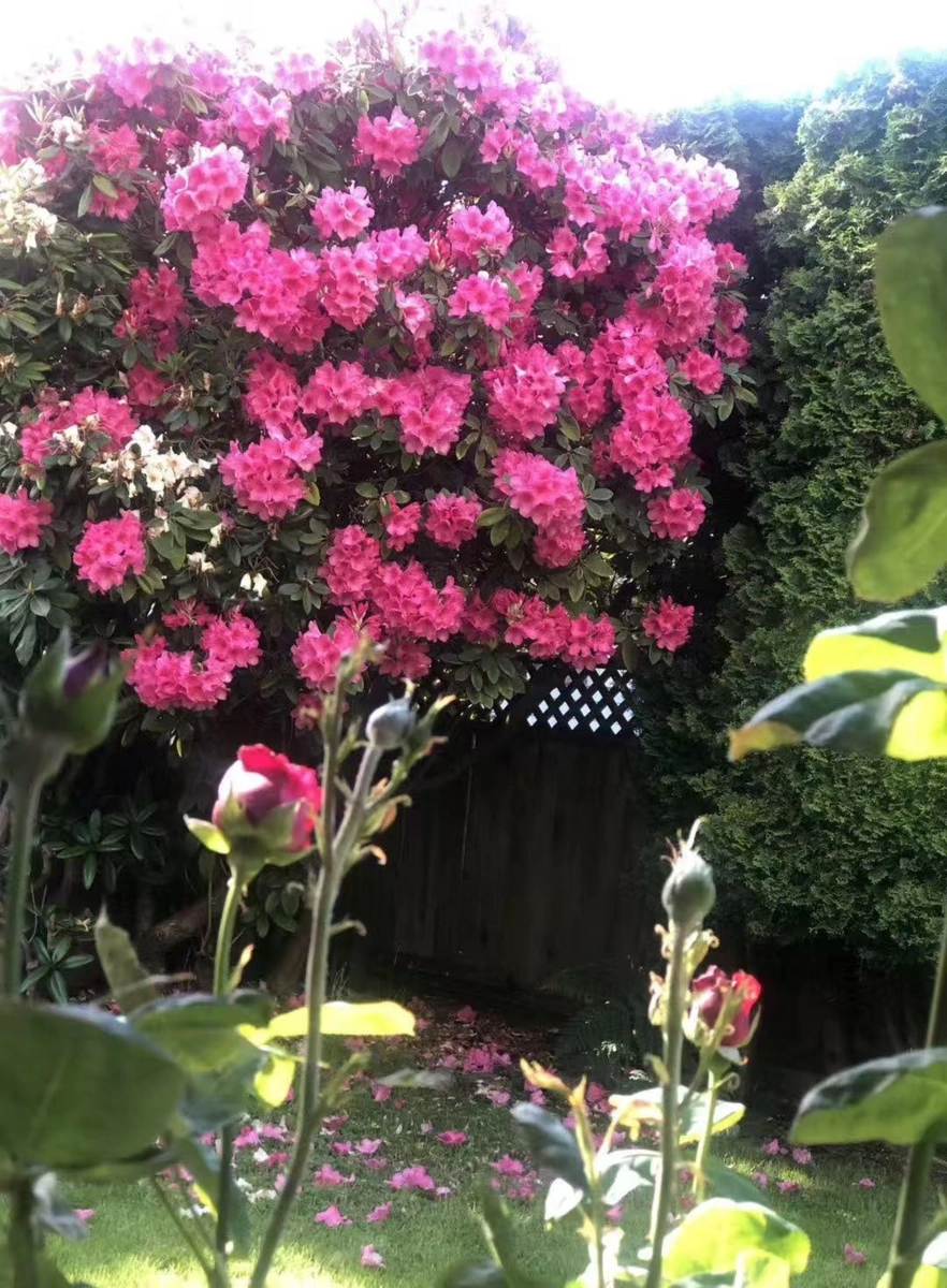 Office / Den Photo of 11311 Caravel Court, Richmond, BC