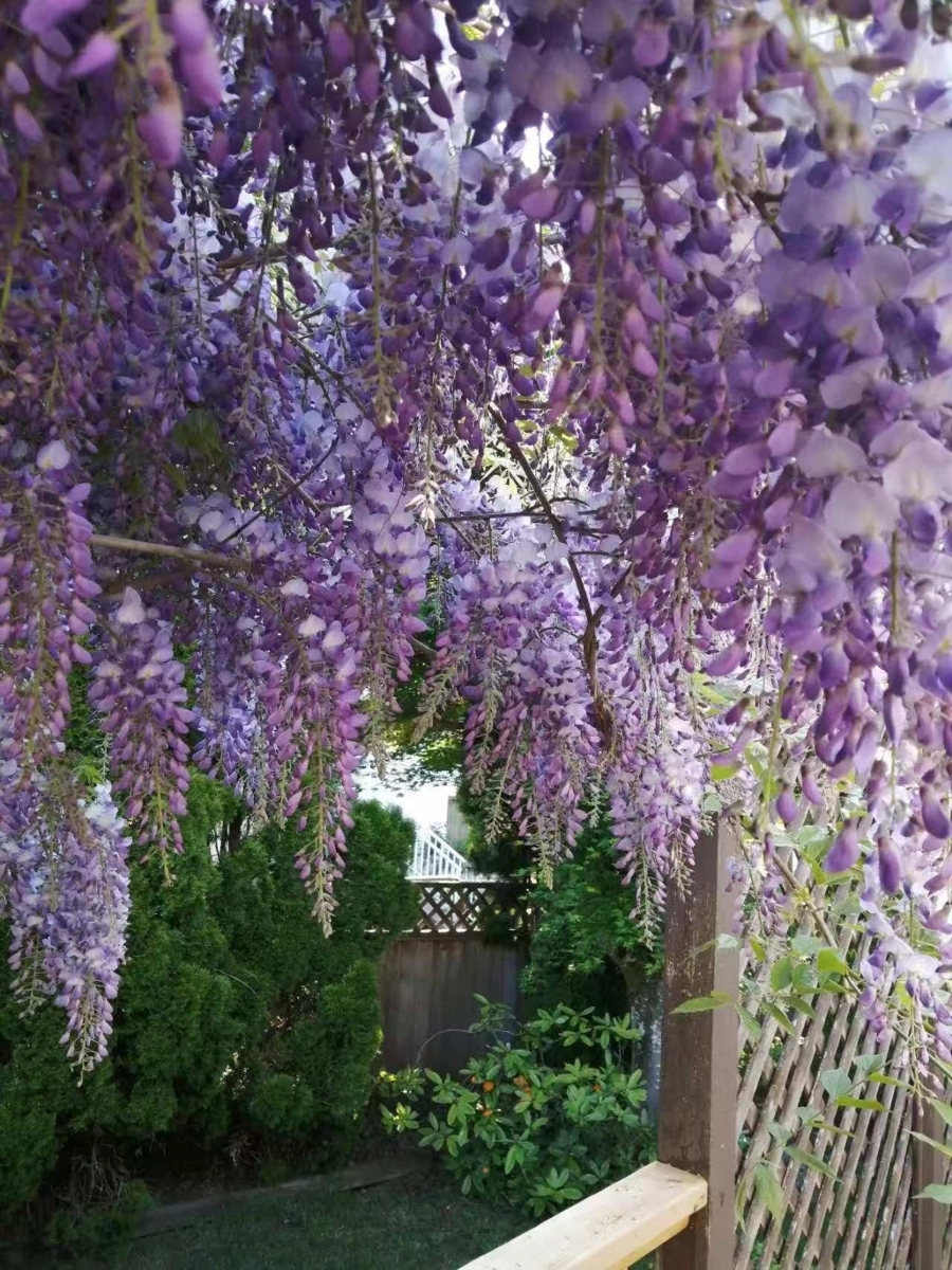 Neighborhood Park Photo Near 21447 88b Avenue, Langley, BC