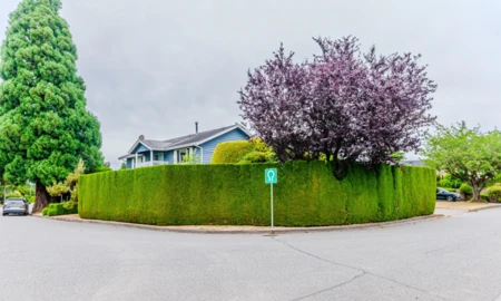 Aerial View of 7660 Goldstream Drive, Richmond, BC