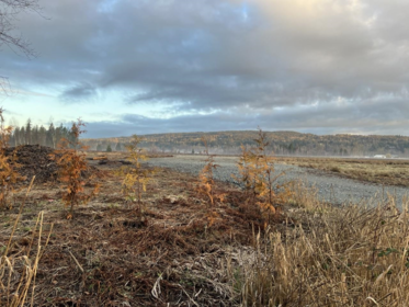 26215 84 Avenue, Langley, BC, Langley — Land for sale