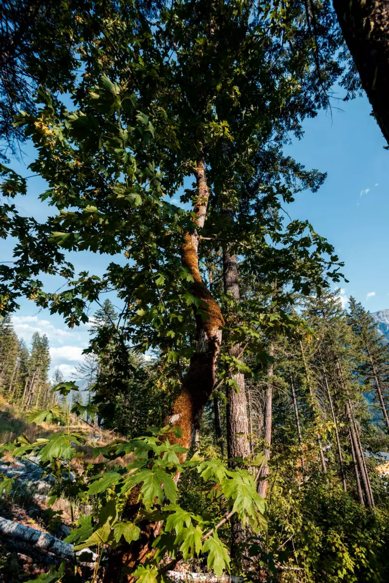 Family Room Photo of 9000 Sun God Mountain Way, Pemberton, BC