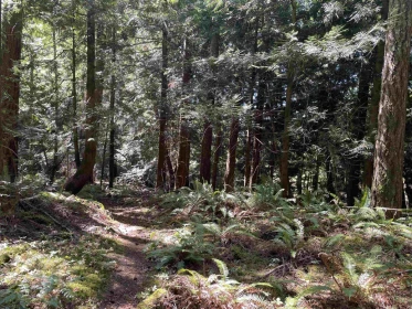Street View Photo of 981 Conrad Road, Roberts Creek, BC