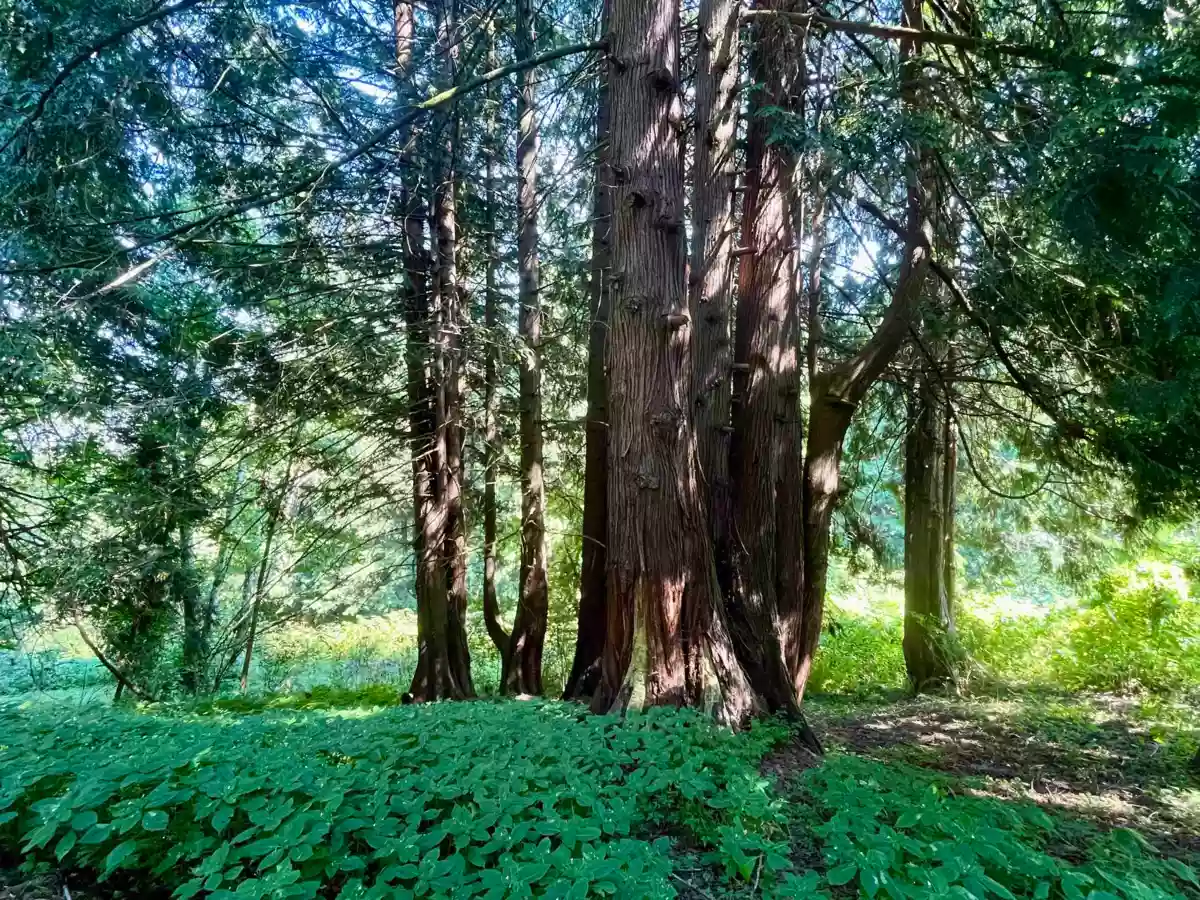 Hot Tub / Spa Photo of 6080 Ross Road, Chilliwack, BC