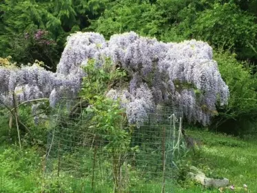 Garden / Landscaping Photo of 380 S Warbler Road, Galiano Island, BC