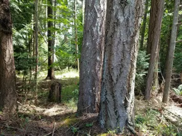Neighborhood Park Photo Near 380 S Warbler Road, Galiano Island, BC