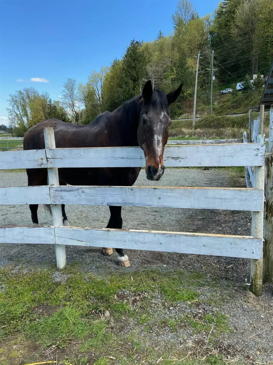 Staircase Photo of 3996 Eckert Street, Yarrow, BC