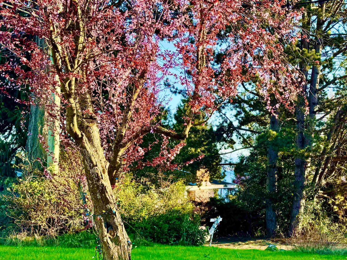 Exterior Rear Photo of 990 Balsam Street, White Rock, BC