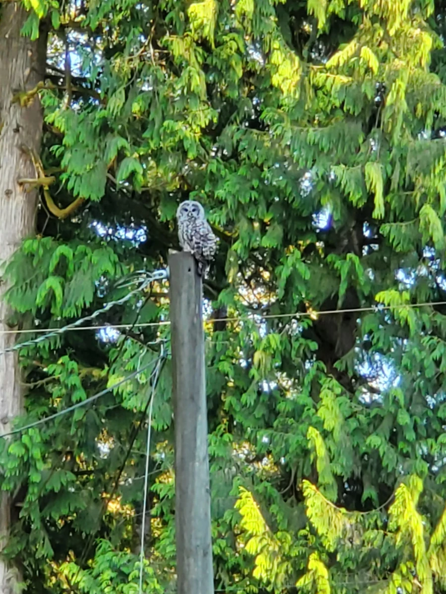 Laundry Room Photo of 25855 112 Avenue, Maple Ridge, BC