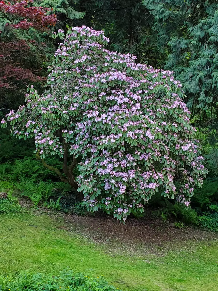 Staircase Photo of 25855 112 Avenue, Maple Ridge, BC