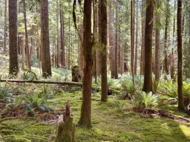 Playground / Recreational Area Near 7425 Sechelt Inlet Road, Sechelt, BC