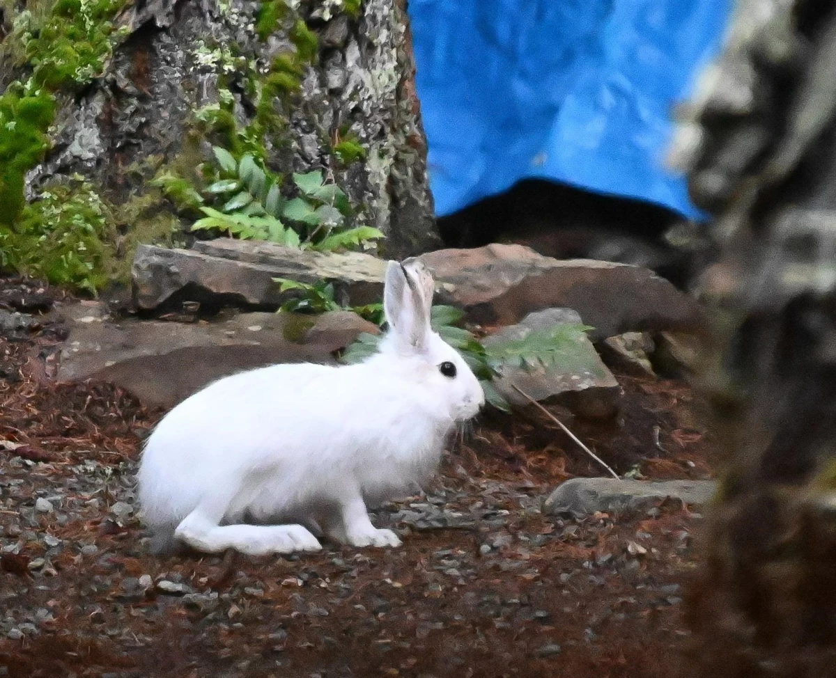 Street View Photo of H113 Strawberry Lane, Sunshine Valley, BC