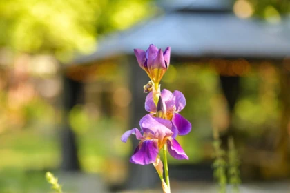 Backyard Photo of 506 Bluff Way, Mayne Island, BC