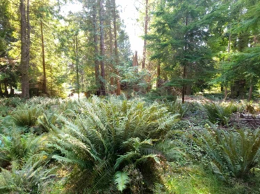 Garden / Landscaping Photo of 793 Andy's Bay Road, Gambier Island, BC