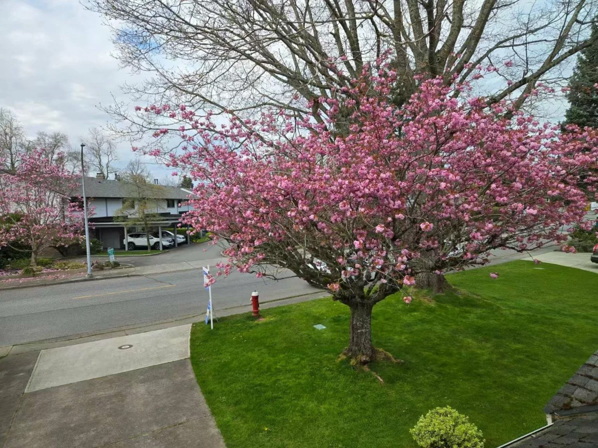 Dining Area Photo of 11700 Kingfisher Drive, Richmond, BC