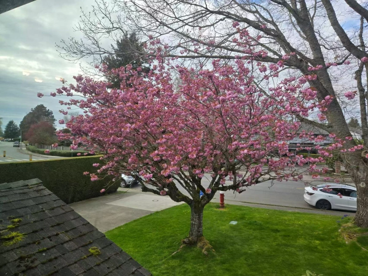 Family Room Photo of 11700 Kingfisher Drive, Richmond, BC