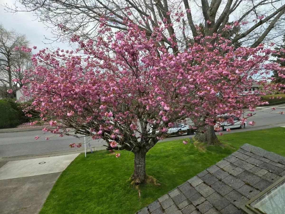Kitchen Photo of 11700 Kingfisher Drive, Richmond, BC