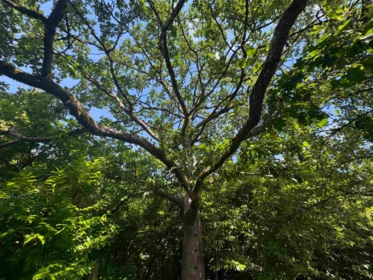 Front Yard Photo of 364 E 14th Street, North Vancouver, BC