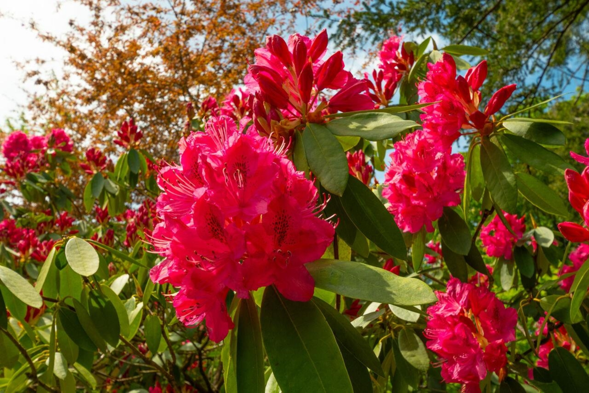Loft / Bonus Room Photo of 508 Collins Road, Bowen Island, BC