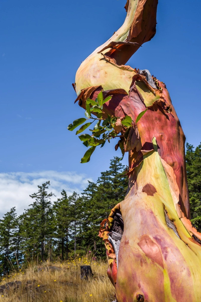 Bedroom 2 Photo of 2060 Cape Drive, Bowen Island, BC