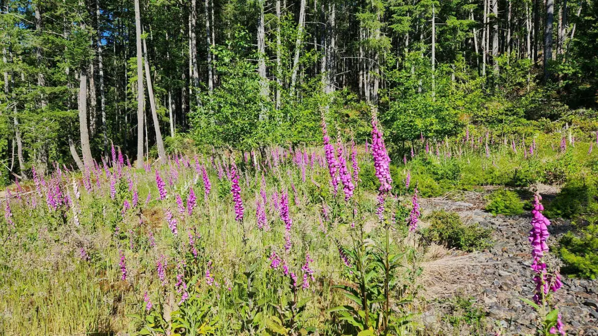 Living Room Photo of 2060 Cape Drive, Bowen Island, BC