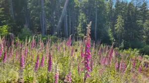 2060 Cape Drive, Bowen Island, BC