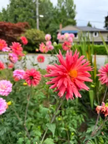 Street View Photo of 2161 Floralynn Crescent, North Vancouver, BC