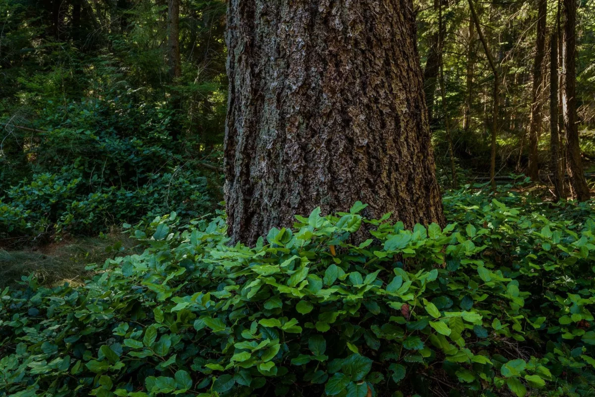 Bedroom 2 Photo of 1765 Cape Drive, Bowen Island, BC