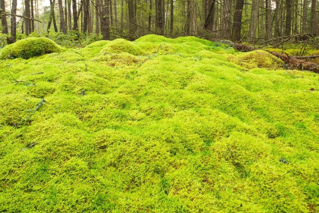 Living Room Photo of 1765 Cape Drive, Bowen Island, BC