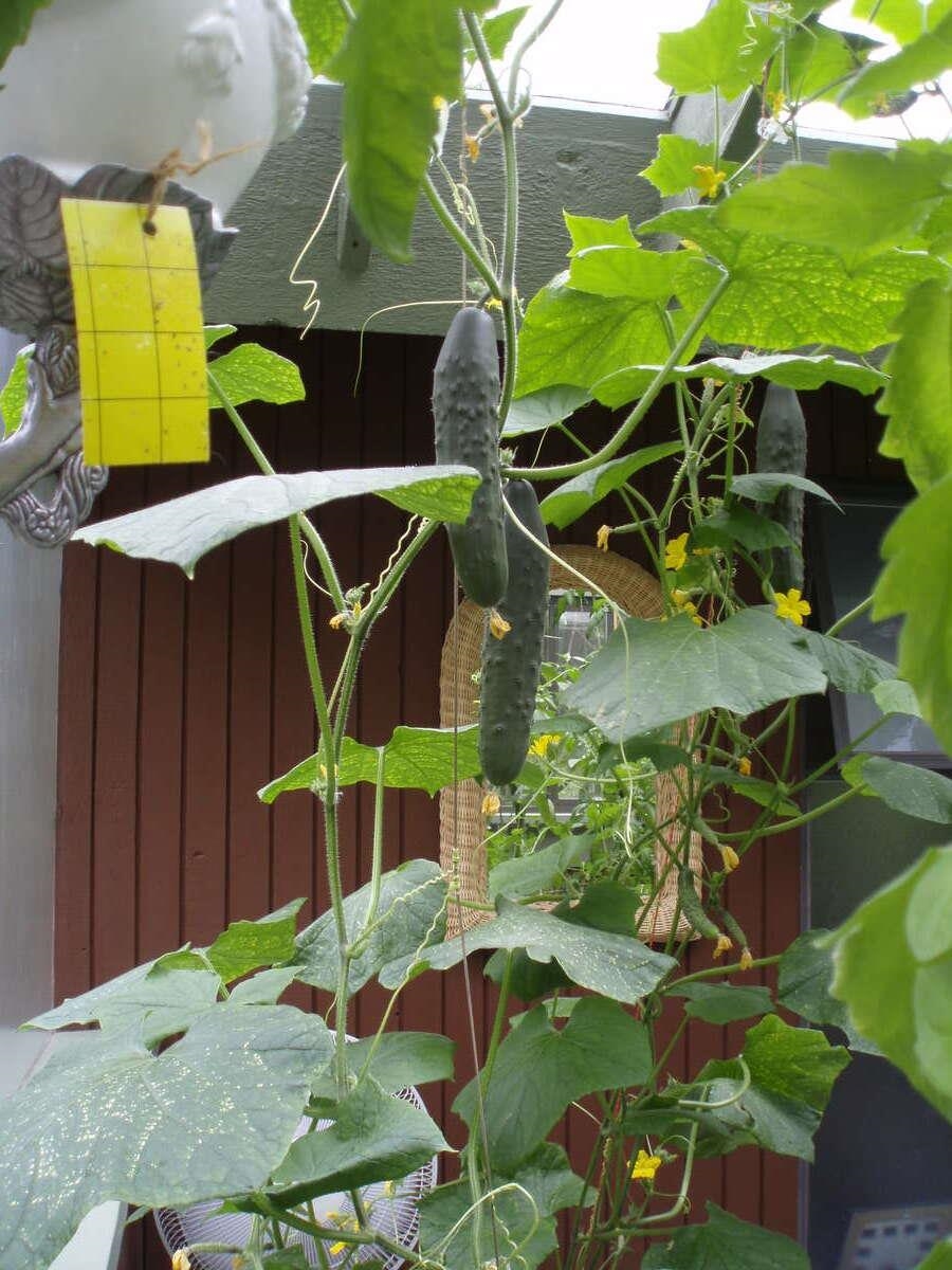 Aerial View of 1498 Chamberlain Drive, North Vancouver, BC