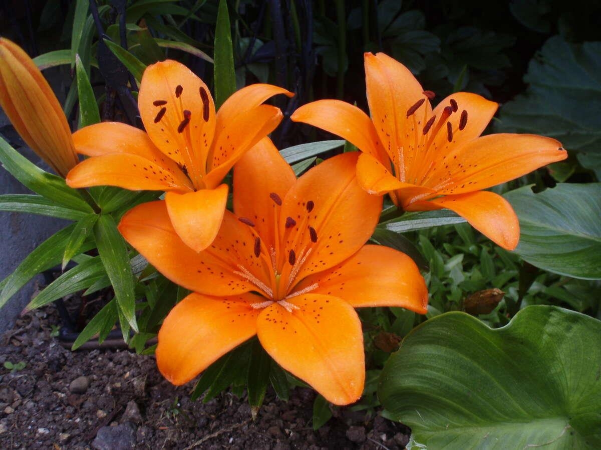 Backyard Photo of 1498 Chamberlain Drive, North Vancouver, BC