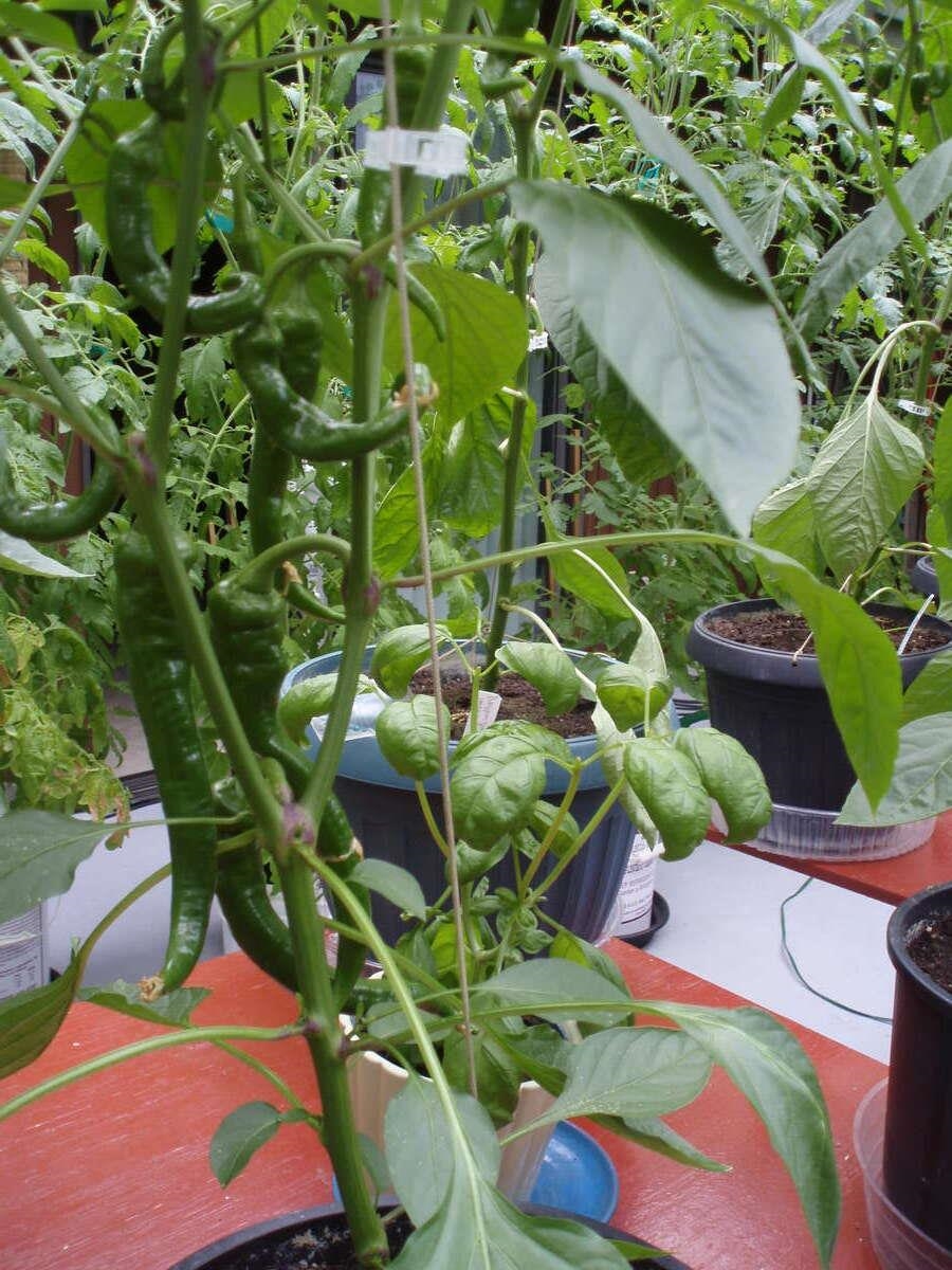 Community Amenities Photo (Clubhouse) of 1498 Chamberlain Drive, North Vancouver, BC