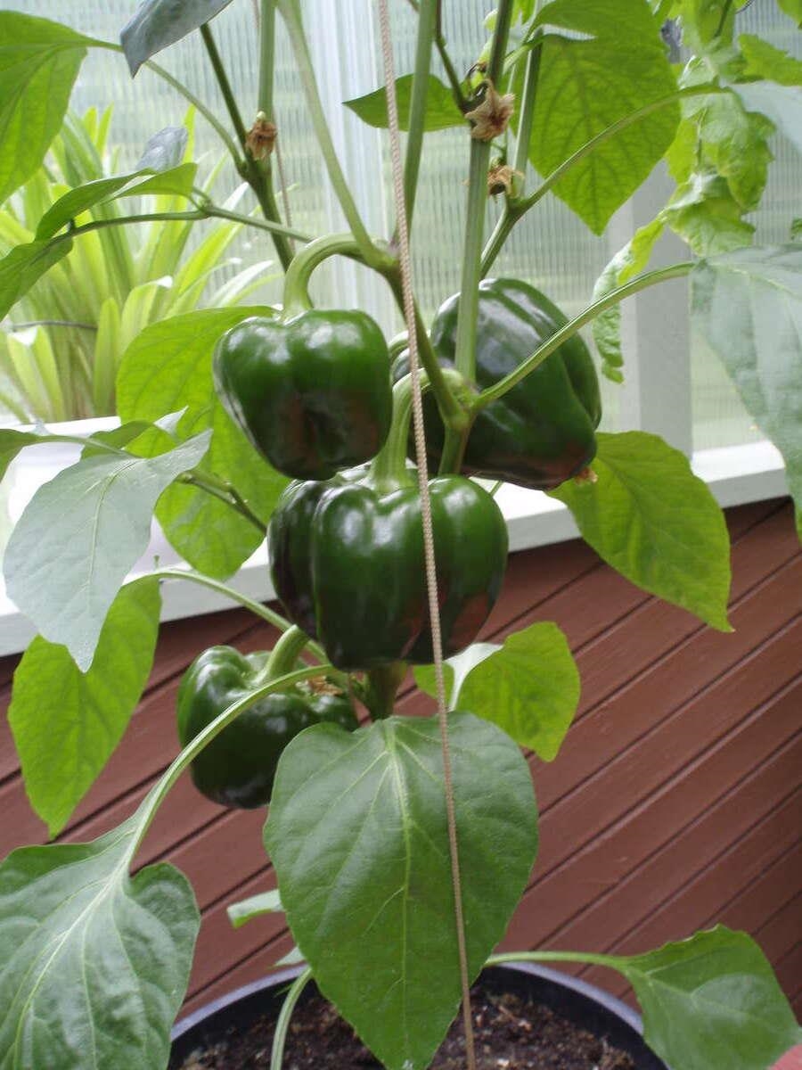 Fitness Center Photo Near 1498 Chamberlain Drive, North Vancouver, BC