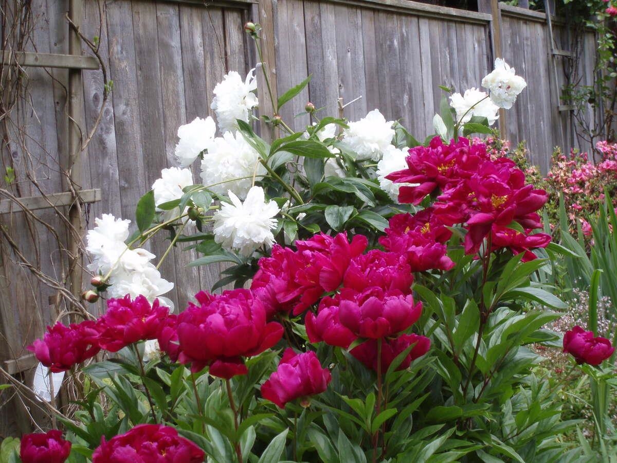 Front Yard Photo of 1498 Chamberlain Drive, North Vancouver, BC
