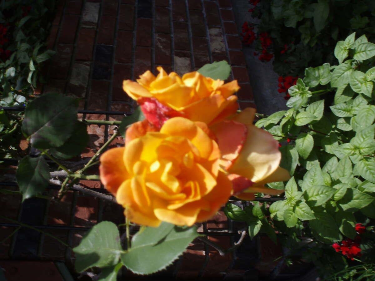 Garden / Landscaping Photo of 1498 Chamberlain Drive, North Vancouver, BC