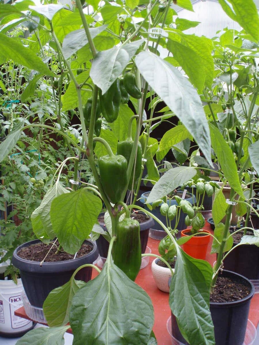 Neighborhood Park Photo Near 1498 Chamberlain Drive, North Vancouver, BC